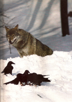 loup et corbeau