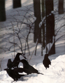 corbeaux dans la neige