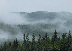forêt du Klondike