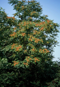 arbre du paradis