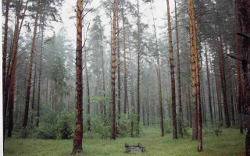 forêt dans la taïga sibérienne