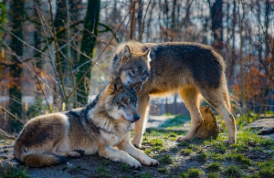 loups en Laponie