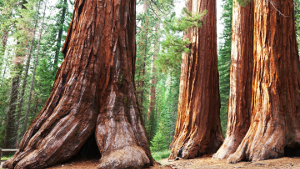 séquoias