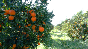Sicile